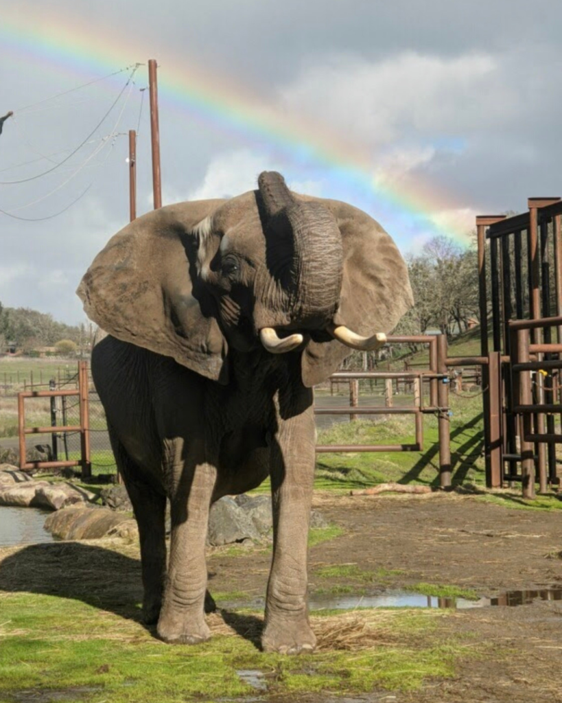 The Wildlife Safari In Winston Oregon Is Just 30 Minutes From Seven Feathers Casino Resort And Offers A Variety Of Immersive Experiences That Make It A Great Day Trip Destination